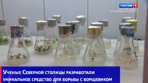 Ученые Северной столицы разработали уникальное средство для борьбы с борщевиком