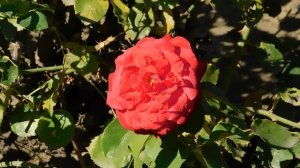 15=09=2025  ник   (23)