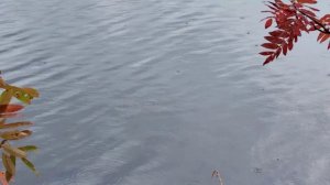 Осенний романс ... "ВИДЕОПОЭЗИЯ". Читает автор А. Шведун. видео, монтаж О. Дзиов