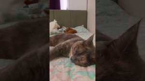 Sonadow. Книга называется: Страх любого беременного ( 2 глава )   автор: Паренкова Мария. котикифон)