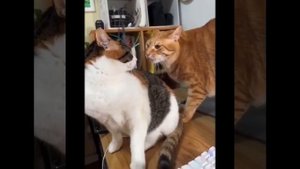 Видео от МЯУтаверс – как метавселенная, но с котами