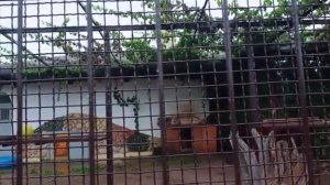 В Минске ливень шархан забрался на тумбу 16.09.2025 Видео от Ивана