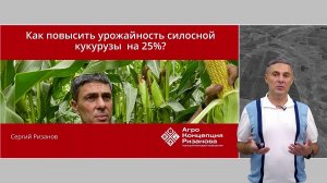 Силосная кукуруза от корней до урожая: фазы развития и секреты сева | Сергий Ризанов | Агроном