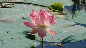 05=09=2025 ЛОТОС  КМР  (441)