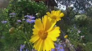 18-2021 Мамы такие мамы! Кабаны прут! __ Elena Pero