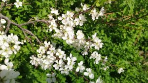 Пчела упала с цветка вишни замедленная съёмка