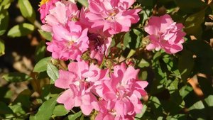 05=09=2025  Ю  КМР  (55)