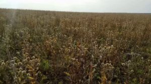 Семена мордовника разлетаются от ветра