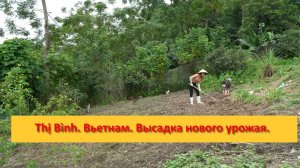 Thị Bình. Вьетнам. Высадка нового урожая.