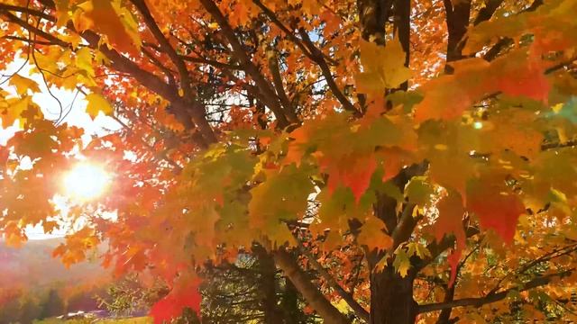 🍁 Чарующие осенние леса под красивую фортепианную музыку