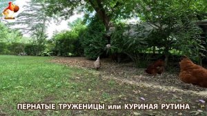 Куры несушки свободного выгула и их обычная куриная рутина – эпизод (708)