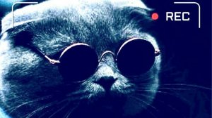 Мой Кот- о своей жизни. Упс! Не успел-значит опоздал, долго кошечку искал...