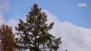 В Братске и Братском районе завершается пожароопасный сезон