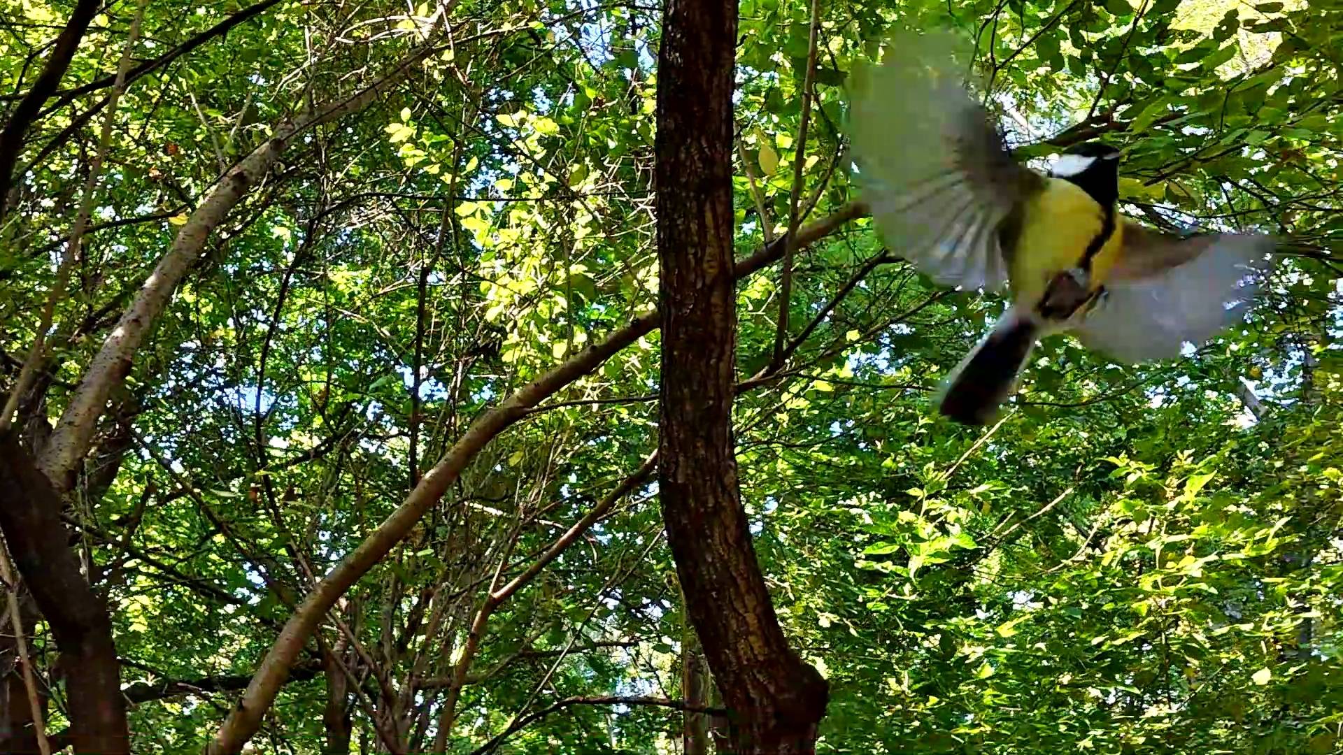 Музей-заповедник Царицыно.  Парк. Синички. 300-летний дуб. Дыхательная гимнастика цигун. Завершение