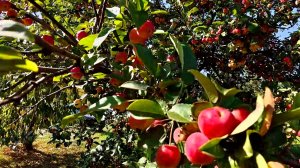 Москва. Пешая прогулка от метро Каширская. Каширское шоссе - Пролетарский проспект. Яблочки.