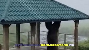 На Камчатке медведь-качок отобрал турник и устроил зарядку