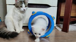 Мама-кошка и её три котёнка. Белый котёнок и его два брата.