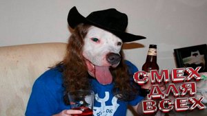 Смешные Собаки, Приколы про Собак, Смешные Животные, Смешные Видео ЮМОР ВИДЕОПРИКОЛ