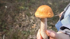 На рыбалку, за грибами и монетами