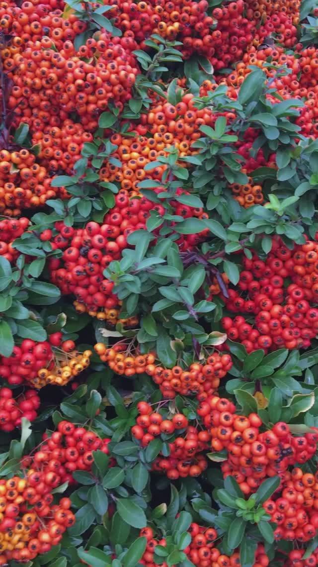 ☺️🍁 Осень Золотая