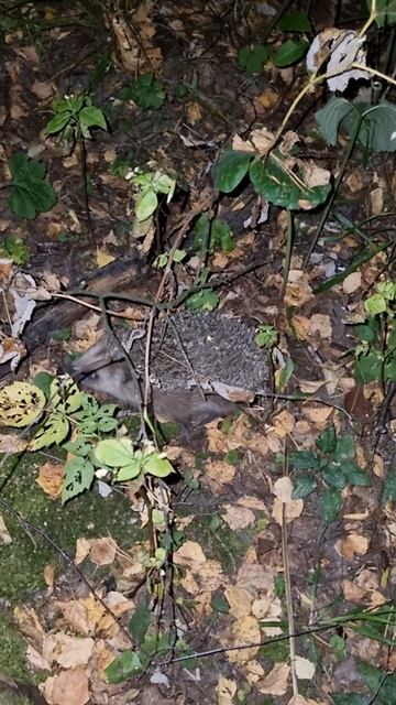 Ёжик нахальный смотреть онлайн