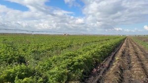 Первый заместитель губернатора Алексей Шмыков побывал на полях агрофирмы «Травянское».