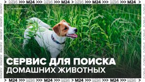В России запустят сервис для поиска домашних животных - Москва 24