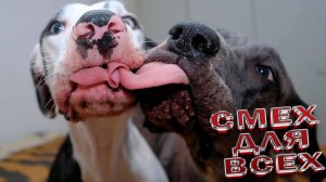 Милые и смешные собаки и песики - подборка видео ЮМОР СОБЧКИ песики СМЕХ