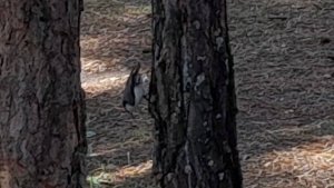 20250916_133242 Красивая лесная пташка