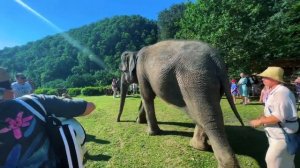 Парк слонов Сочи