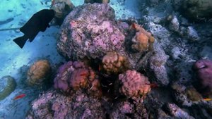 Мальдивы fihalhohi рыбки