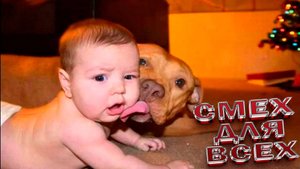 Приколы Милые и смешные собаки и песики ПРИКОЛЫ С ЖИВОТНЫМИ ДО СЛЕЗ Смешные СОБАКИ