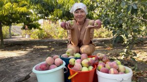 Сельская жизнь на Юге России | Полные закрома | Сеем сидераты, обрезаем ежевику
