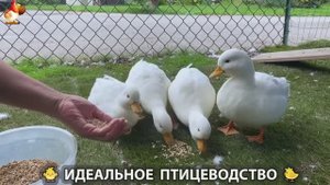 Идеальное птицеводство достойно восхищения 🐓🦆🦢🦚🦃🐔 эпизод (340)
