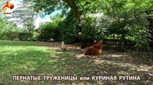 Куры несушки свободного выгула и их обычная куриная рутина – эпизод (707)