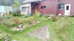 31-2020 Осень На Носу, Что Дальше с Лилиями_ Новый Кот _ Elena Pero