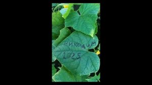 огурец Никодим 2025