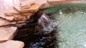 Золотые рыбки и акула