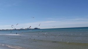 Анапа - море,  чайки