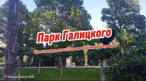 Парк Галицкого Краснодар, некоторые хвойные деревья