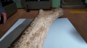 Спасатель нашел берцовую кость мамонта в Северо-Казахстанской области во время рыбалки