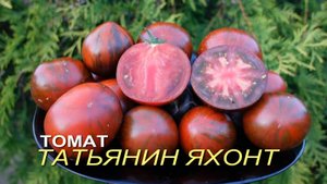 Томат ТАТЬЯНИН ЯХОНТ (Tatyanin Yakhont). Обзор сортов ТОМАТОВ!