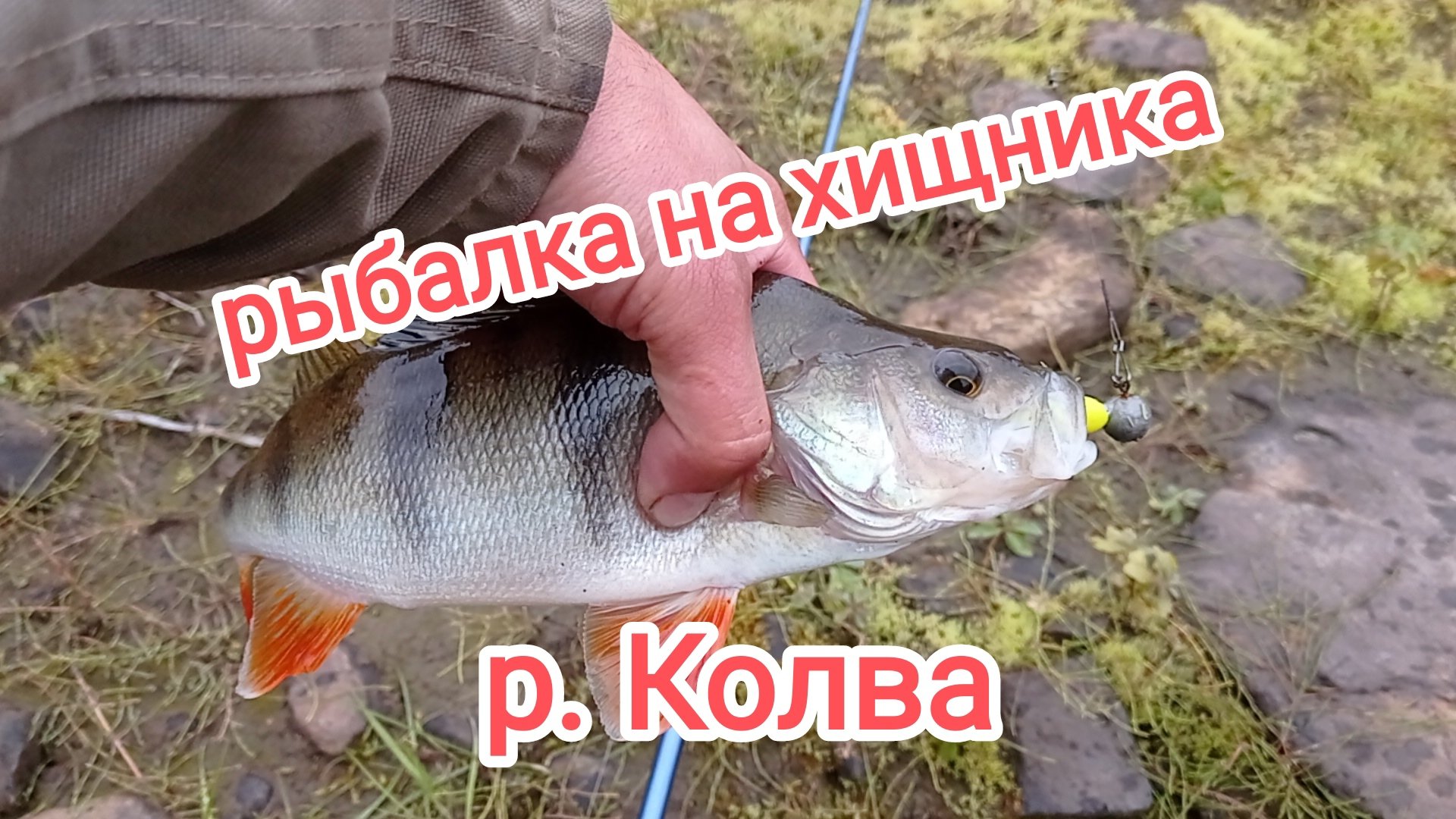 Рыбалка на хищника. р. Колва.