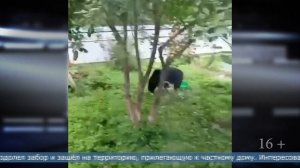 15.09.2025 Медведь напугал жителей Оленьей горки