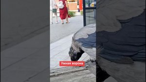 Беседа с вороной😱