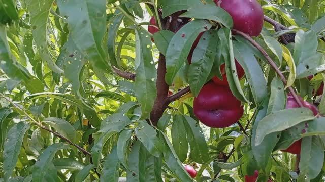 Нектарин Месембрина (Инжирный) смотреть онлайн