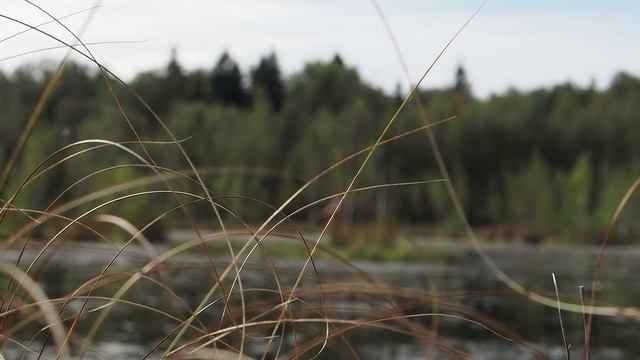 Мужчина на болоте катается на острове смотреть онлайн