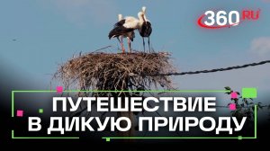 Специальная охранная зона: как Подмосковье защищает природу. Невероятная история аистов из Лотошина
