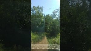 За окнами по всему пути бурелом