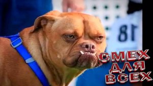 Смешные Собаки, Приколы про Собак, Смешные Животные, Смешные Видео